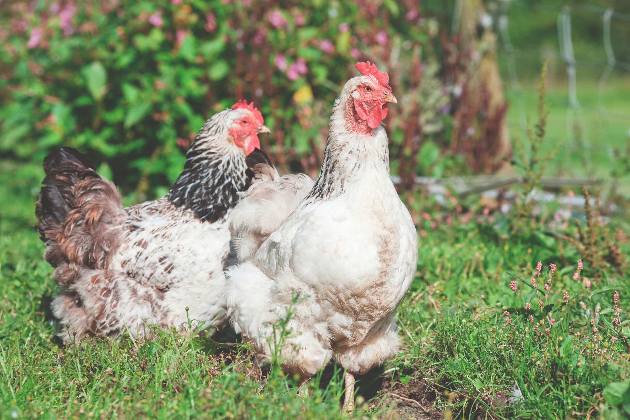 Do Chickens Qualify for Property Tax Ag Exemption in Texas?