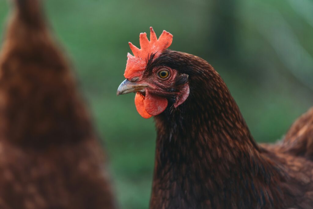 "A detailed guide on how raising chickens in Texas can qualify property owners for an agricultural exemption, explaining eligibility requirements, specific criteria, benefits, and the application process for lowering property taxes based on agricultural productivity."